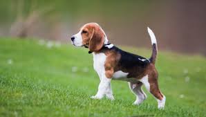 Beagle - All About Dogs