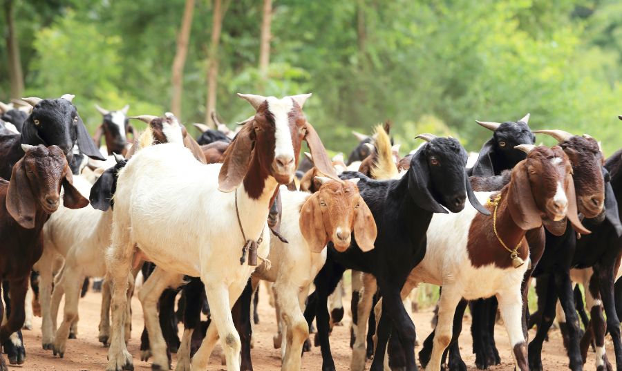 Goat -  The Best Emotional Support Animal