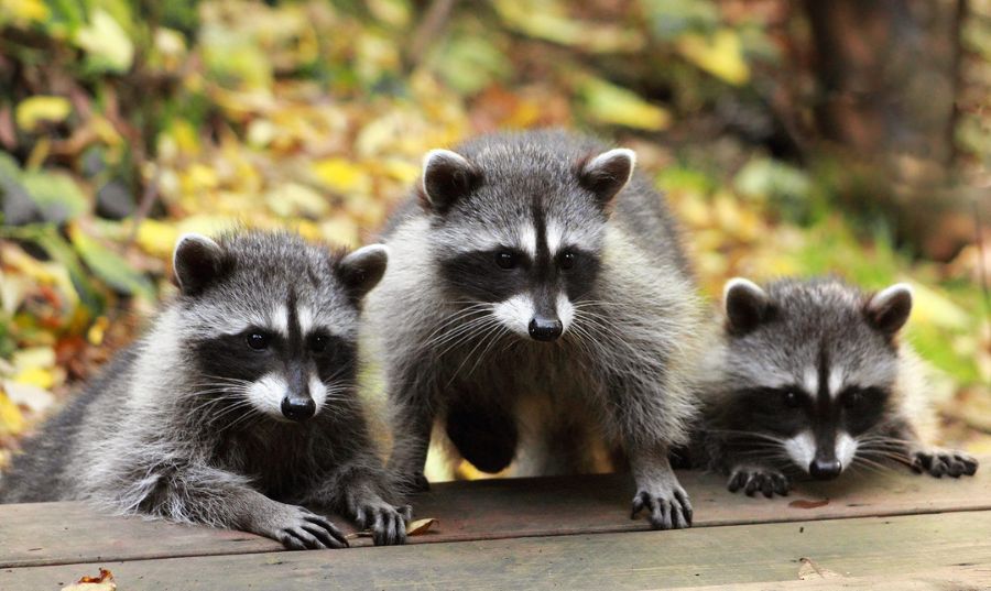 Raccoon -  The Best Emotional Support Animal