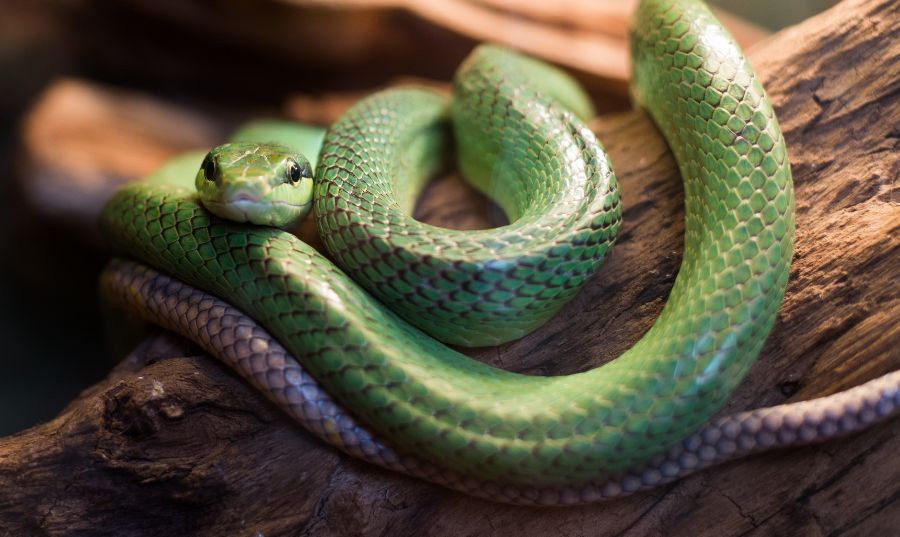 Snake -  The Best Emotional Support Animal