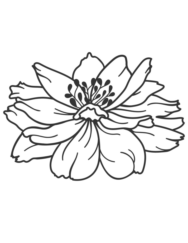 flower drawing Coloring Pages