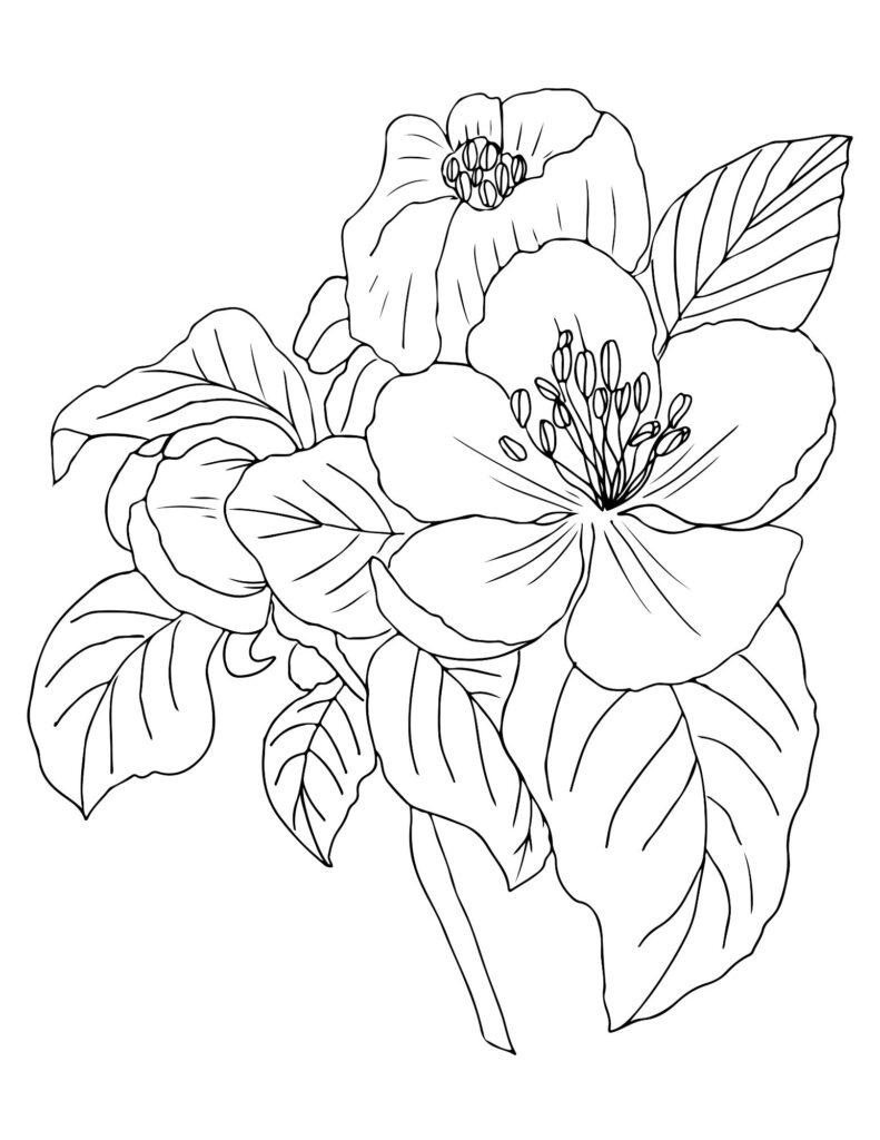 flower drawing Coloring Pages