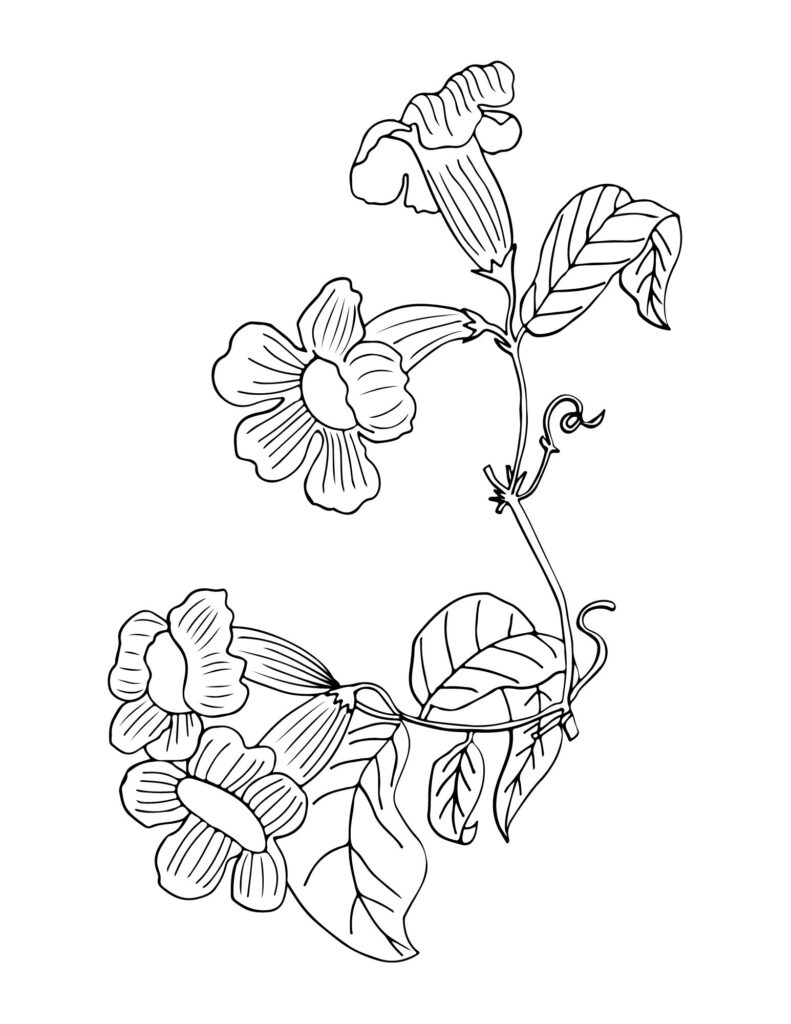 flower drawing Coloring Pages