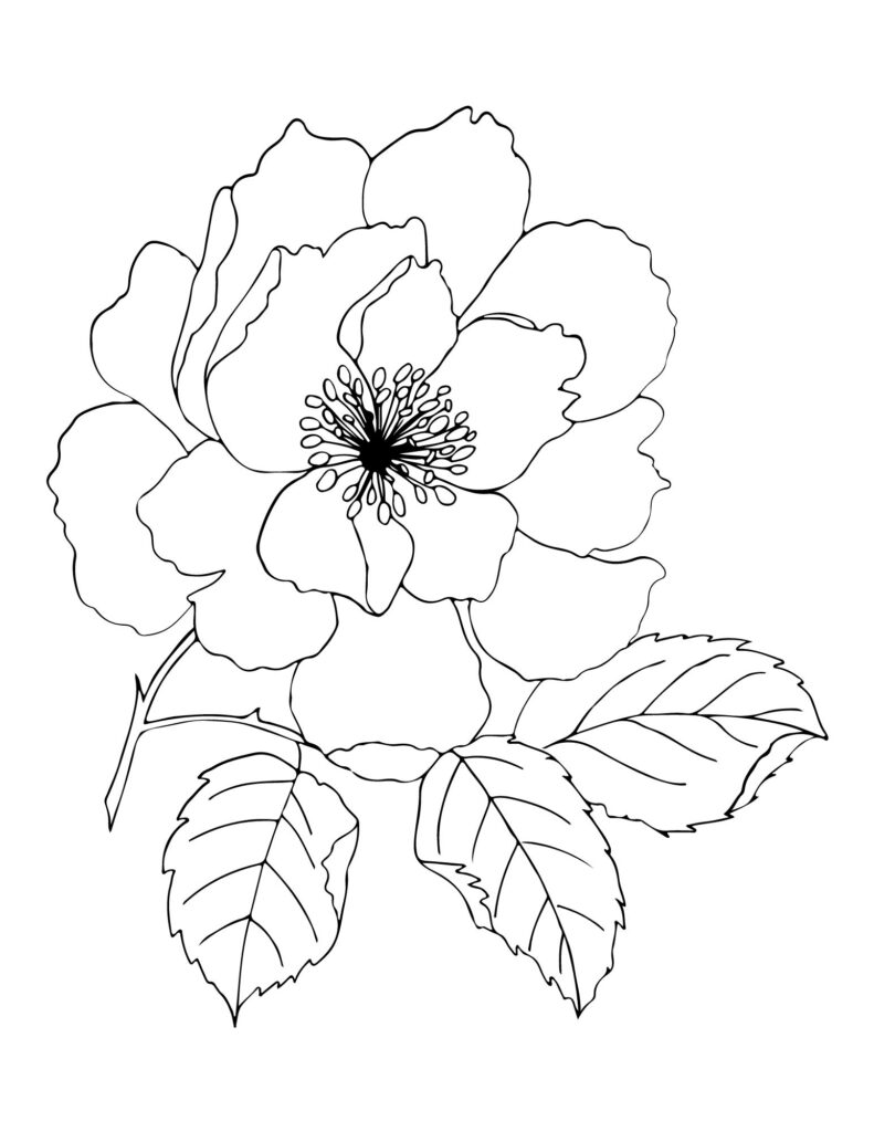 flower drawing Coloring Pages