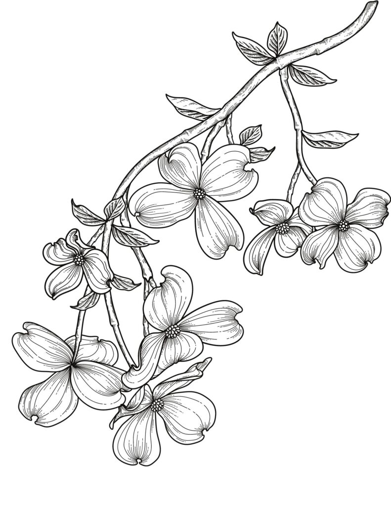 flower drawing Coloring Pages