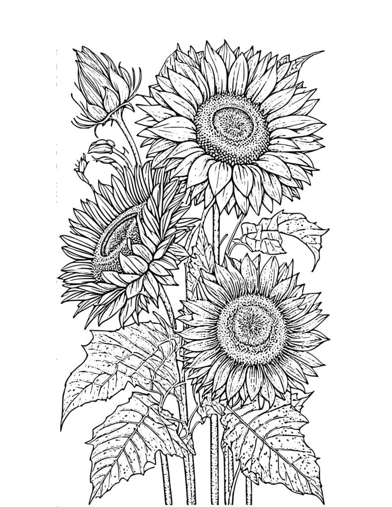 flower drawing Coloring Pages